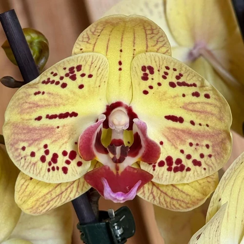 narancs_csikos_phalaenopsis_
