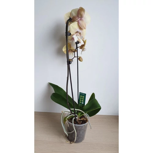 Phalaenopsis Lepkeorchidea
