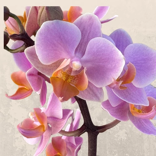 Phalaenopsis rózsaszín-barack színű