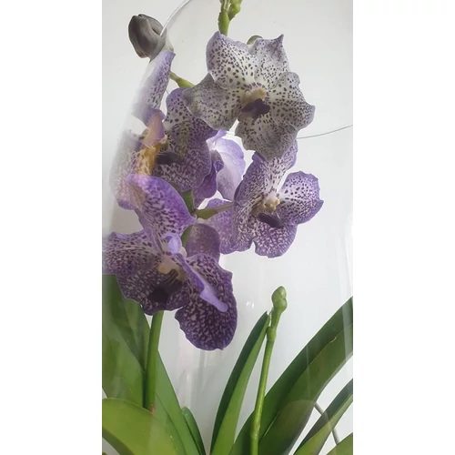 Vanda orchidea üveg kaspóban