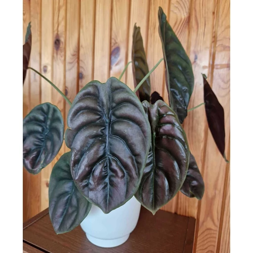 ALOCASIA_CUPREA_RED_SECRET_