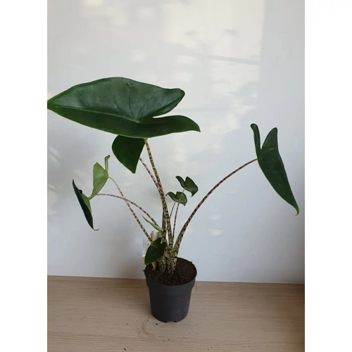 Alocasia Zebrina
