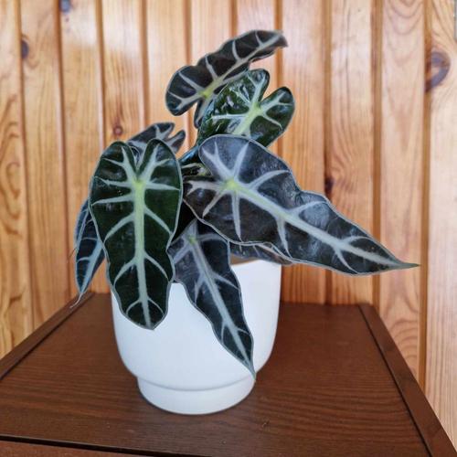 Alocasia_Bambino_Arrow_