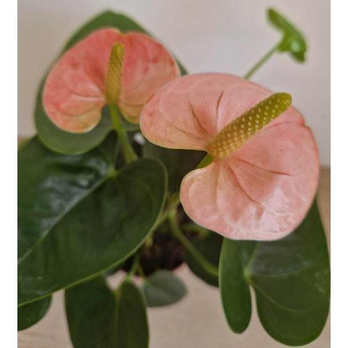 Anthurium - Flamingóvirág Rózsaszín virágú