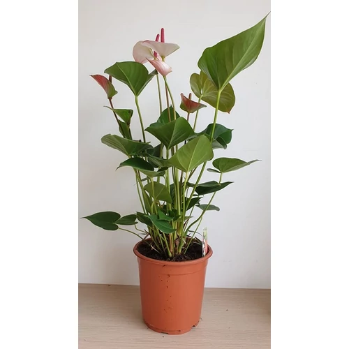 Anthurium princess amalia - Flamingóvirág