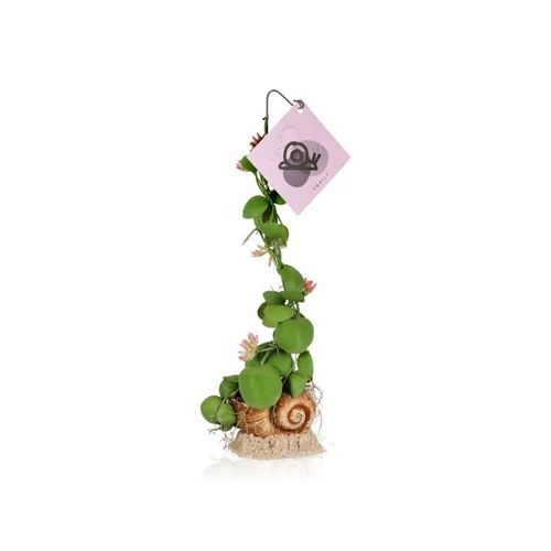 DISCHIDIA