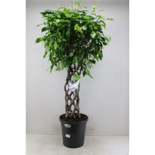 Ficus Benjamina , fonott törzsű