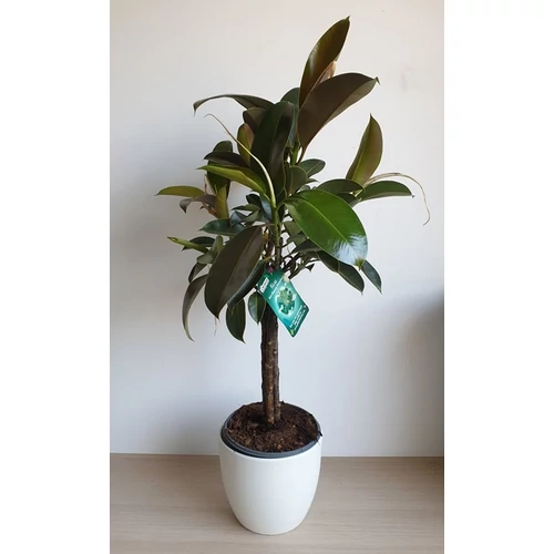 Ficus Audrey Tree