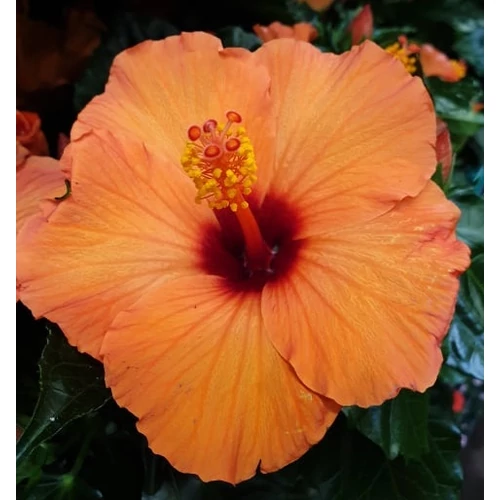 Hibiszkusz - Lucca