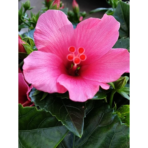 Hibiszkusz petit rose