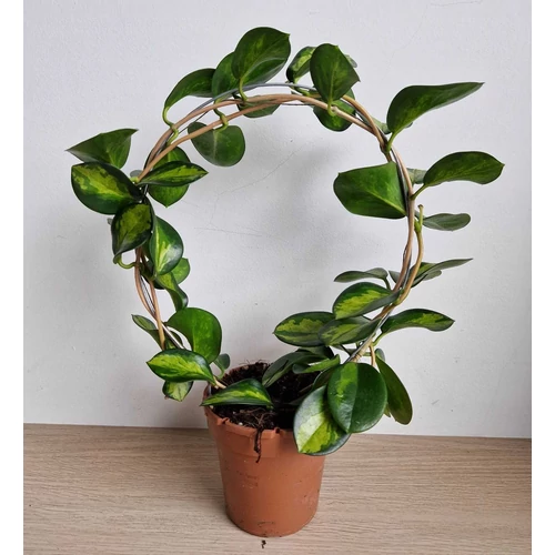 Hoya - Viszavirág