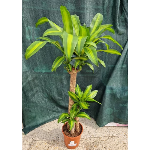 Illatos_sarkanyfa_Dracaena_fragrans_1