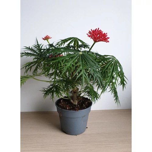 Jatropha Multifida (korall növény)