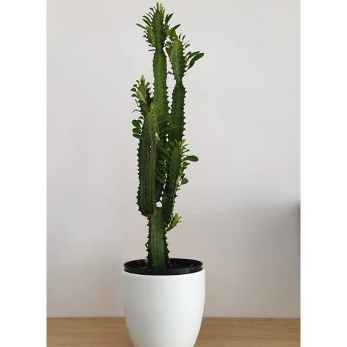 Euphorbia Trigona