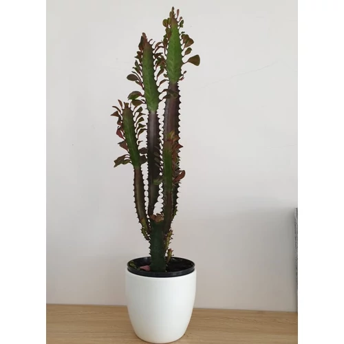 Euphorbia Trigona Rubra
