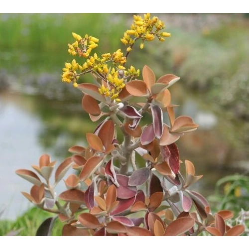 Kalanchoe_orgyalis