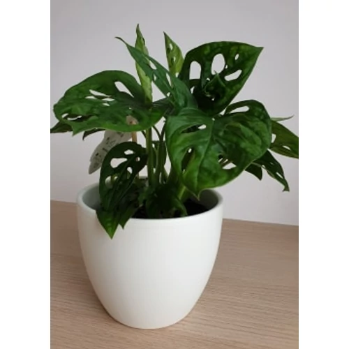 Monstera adansonii 