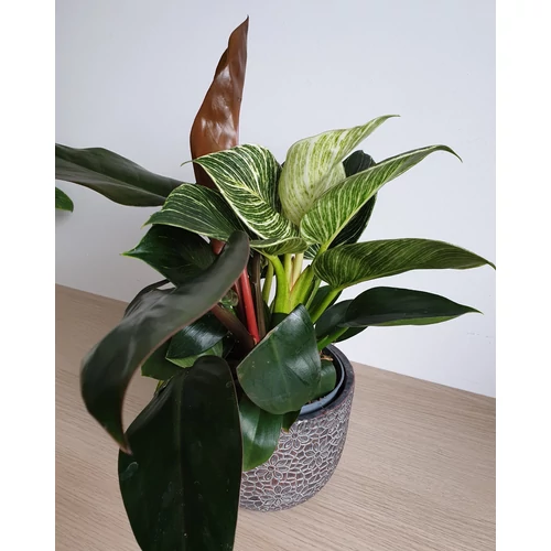 Philodendron Birkin és Philodendron Imperial Red összeültetés