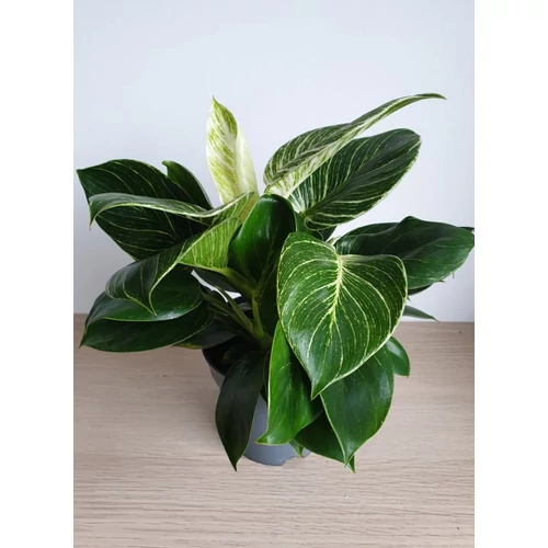 Philodendron Birkin-Philodendron White Wave