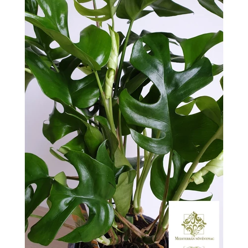 Philodendron minima