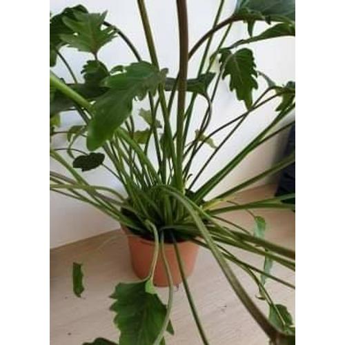 Philodendron Xanadu