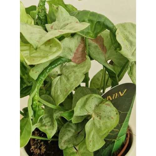 Syngonium_Milk_Confetti_