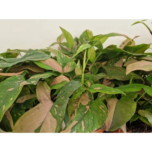 Syngonium_Pink_Splash_