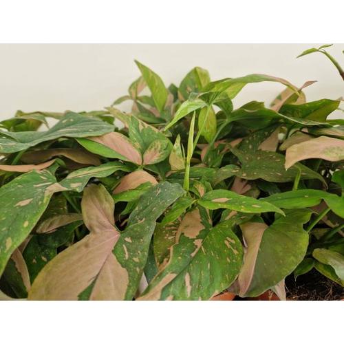 Syngonium_Pink_Splash_