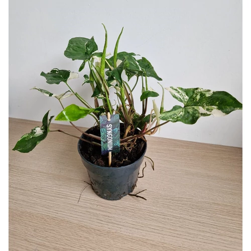 Syngonium podophyllum albo variegata