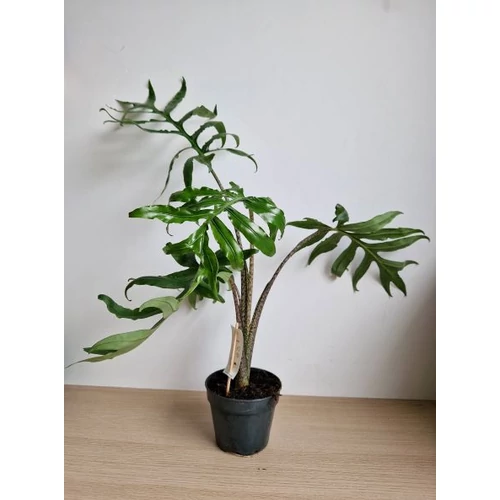alocasia_pink_dragon_
