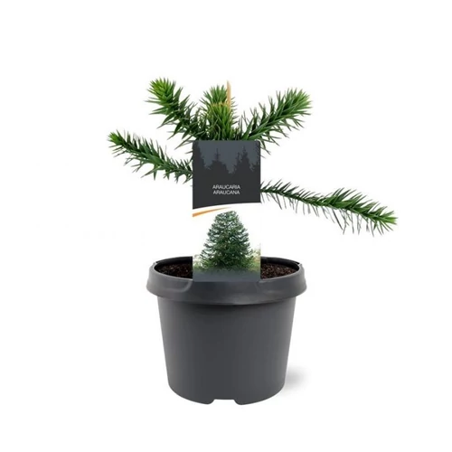 Araucaria araucana - Chilei araukária