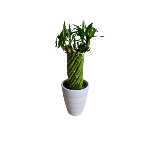 Lucky Bamboo - Szerencsehozó bambusz