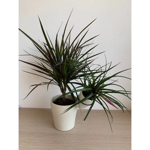 Dracena Marginata