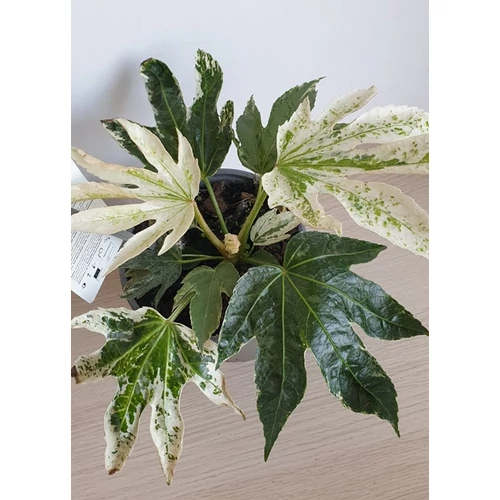 Fatsia Japonica Variegata Spidersweb