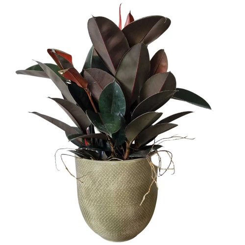 ficus_elastica_
