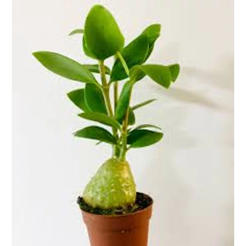 Hydnophytum Papuanum - Hangyanövény