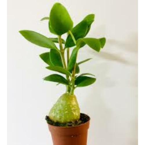 Hydnophytum Papuanum - Hangyanövény
