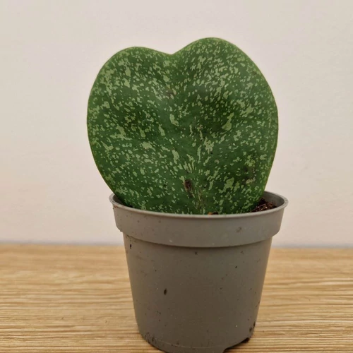 hoya_kerrii