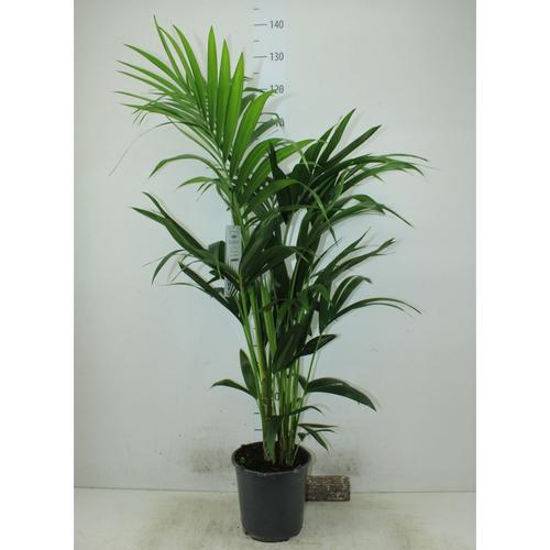 Kenciapálma,  Howea forsteriana