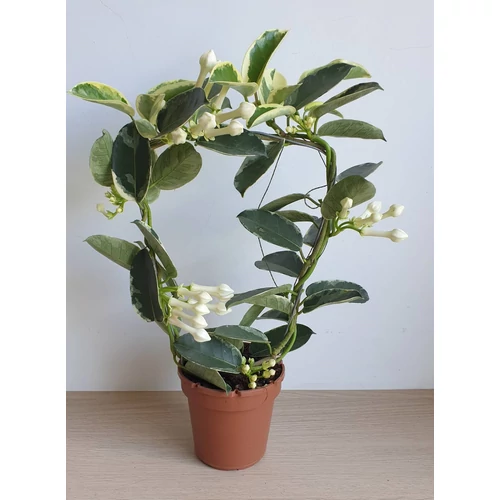  Tarka levelű koszorúfutóka (Stephanotis floribunda)