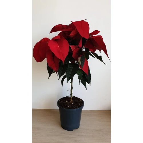 Mikulásvirág (Euphorbia pulcherrima)