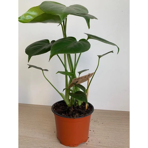 Könnyezőpálma (monstera)