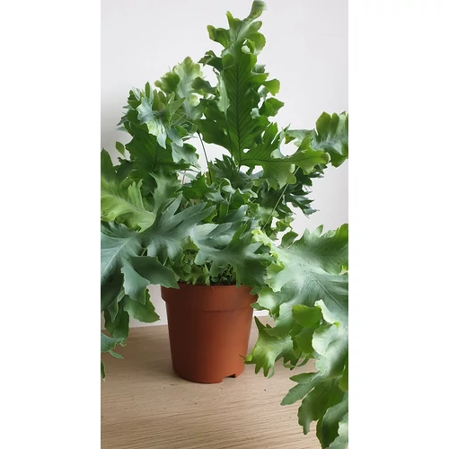 Phlebodium aureum ‘Davana’ Narancspötty páfrány