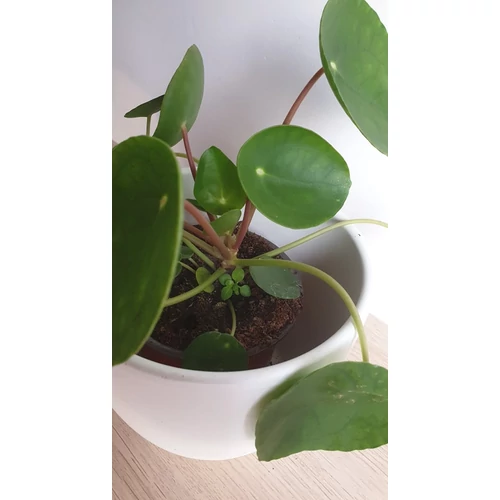 Pénzlevelű pilea (Pilea peperomioides)