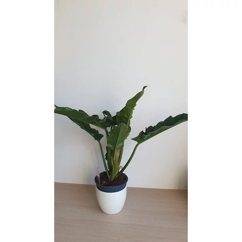 Philodendron Narrow