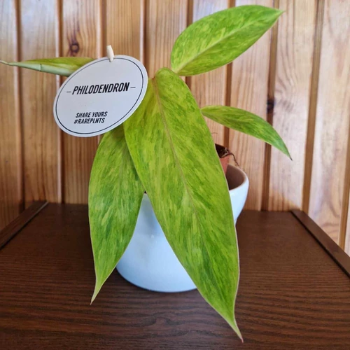 ( Philodendron erubescens 'Painted Lady