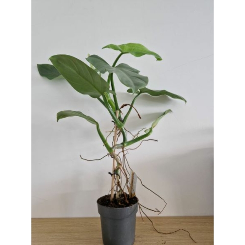 philodendron_silver_queen_