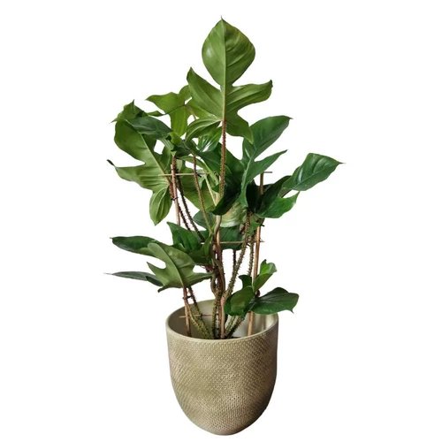 Philodendron_squamiferum