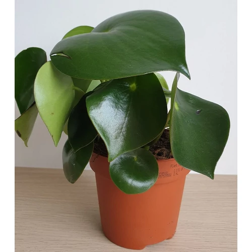 Peperomia polybotrya (Törpebors faj)