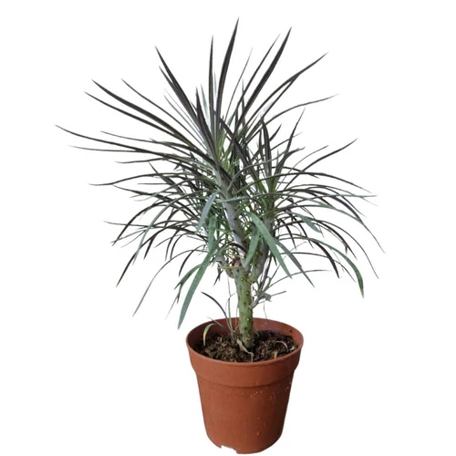senecio
